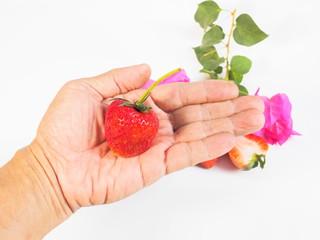 red ripe strawberry in hand isolated on white background.