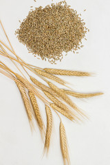 Whole grains and spikelets of rye. Healthy carbohydrates