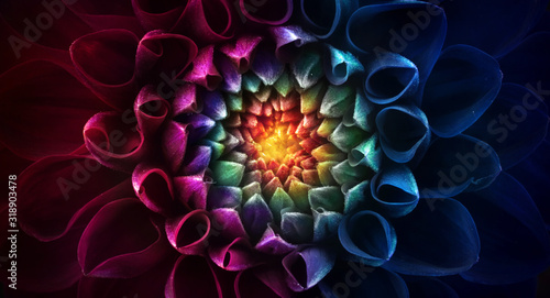 Cuadros en Lienzo Colorful chrysanthemum flower macro shot