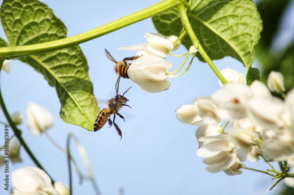 Close-Up Of Bee Pollinating Flower - obrazy, fototapety, plakaty 