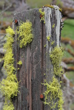 Moss On Fence Post
