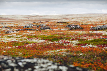 Sticker - Tundra landscape in fall colors, low angle view. Wild scenery of northern nature. Kola Peninsula, Murmansk Oblast, Russia