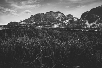 Wall Mural - Panoramica de los helechos sobre el lago en blanco y ngro