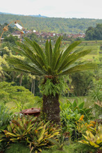Very Symmetrical Plant Cycas Revoluta Thunb Supports A Crown Of Shiny, Dark Green Leaves On A Thick Shaggy Trunk. Green Leaf Background Of Sago Palm. Sing Sago, Sago Cycad, Sago Palm Leaves