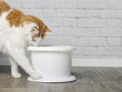 © Lightspruch - Thirsty tabby cat looking curious to a white pet drinking fountain..