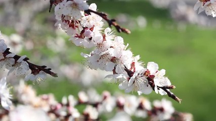 Wall Mural - blooming trees close-up in the spring season. The cherry blossoms. Natural spring background