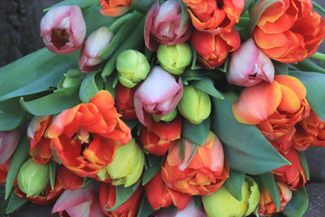 Red and orange tulips