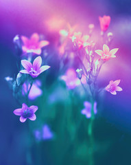 Fotomurales - Beautiful bell flowers in nature in evening sunset close-up macro in in dark green and purple pink tones. Gentle calm delightful artistic image of nature.