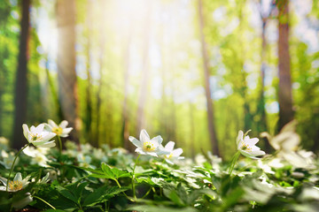 Fotomurales - Beautiful white flowers of anemones in spring in a forest close-up in sunlight in nature. Spring forest landscape with flowering primroses.