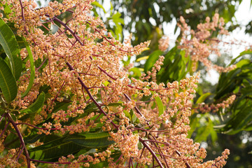 Wall Mural - Mango flowers branch on tree, Growth mango and success to get many fruit concept.