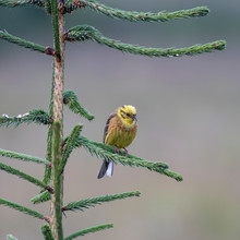 A Male Yellowhammer (Emberiza Citrinella) Sits On A Branch And Sings A Marriage Song.