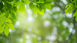 Closeup nature view of green leaf on blurred and bokeh background with copy space for text.