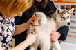 © flywish - Preventive examination of a husky at the veterinarian. Husky puppy temperature measurement