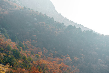 Wall Mural - Autumn rural scenery with  mountains and forests covered with morning fog