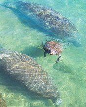 Baby Manatee Calf And Mother Manatee Seek Warmer Water In South Florida After A January Cold Front