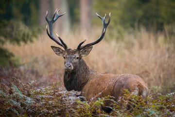 Wall Mural - Red deer stag (Cervus elaphus)