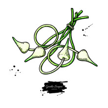 Garlic Scapes Hand Drawn Vector Illustration. Isolated Bunch Sketch. Vegetable Object.