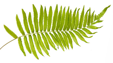 Adiantum caudatum fern green leaves( Tailed maidenhair fern, Walking maidenhair fern)isolated on white background,with clipping path.