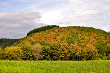 Wall Mural - landscape with forest on hill in autumn colors