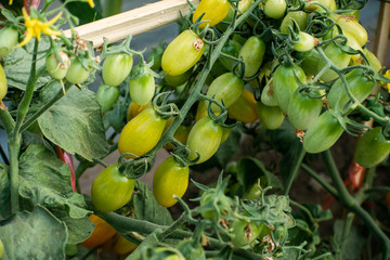 Wall Mural - Ripe red and green tomatoes on tomato tree in the thai garden.