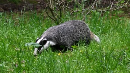 Wall Mural - European badger (Meles meles) foraging in grassland at forest edge in spring. Panning shot