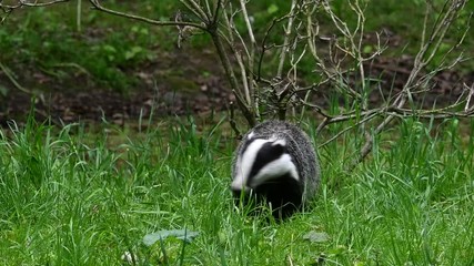 Wall Mural - European badger (Meles meles) foraging in grassland at forest edge in spring. Panning shot