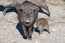 Baby Javelina At Fort Bowie National Historic Site