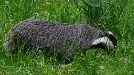 Wall Mural - European badger (Meles meles) foraging in grassland and eating earthworms. Panning shot