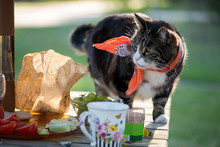 Close-Up Of Cat Looking Away While Standing By Food On Table In Lawn