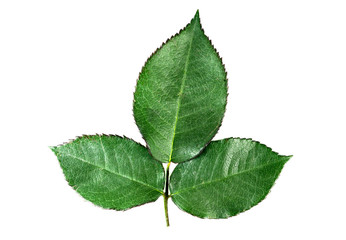 .rose green leaves isolated on white background. top view.