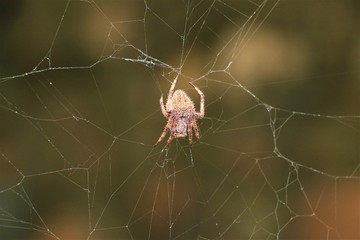 a spider crawling on its web