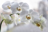 Branch of blooming  white orchid closeup