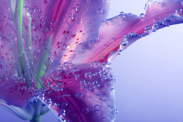 Violet and Pink Lily flower with drops in water. Abstract nature background.