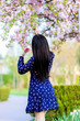© drakuliren - girl in a beautiful dress and sakura flowers