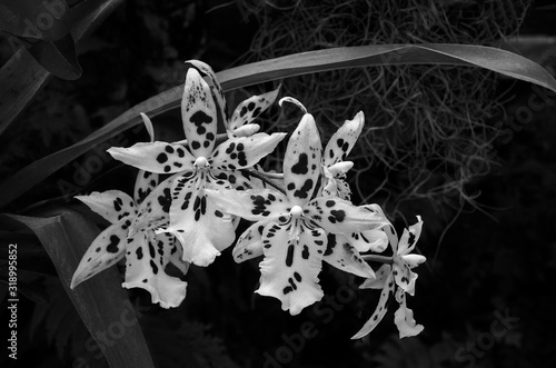 Dekoracja na wymiar  czarno-biale-obrazy-kwiatow-orchidei