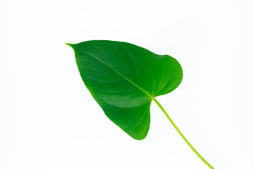 Green leave isolated on white. 