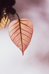 Wall Mural - Green Bo leaf with Sunlight  in the morning, Bo tree  representing Buddhism in thailand.