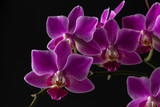 Fototapeta Storczyk - Blossoming tropical orchid on a black background.