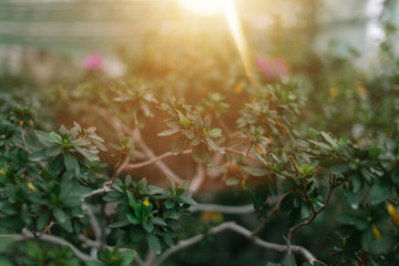 Wall Mural - green growing plants and sunny spring ray