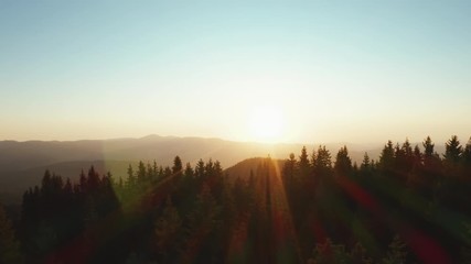 Poster - Lens flare in mountains at orange sunrise in summer morning aerial view drone forward. Sun rays. Green pine forest slopes of mountain range. Disk of sun in blue sky slowly sets tops mountains. Nature