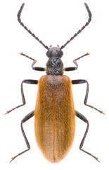 Wall Mural - Lagria hirta is a species of darkling beetles belonging to the family Tenebrionidae. Dorsal view of isolated darkling beetle Lagria hirta on white background.