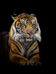 Wall Mural - Sumatran Tiger isolated black background. 