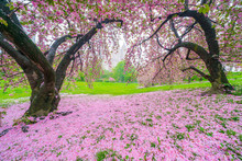 Central Park West Buildings Can Be Seen Through The Cherry Trees Behind Myriad Of Fallen Cherry Petals On The Lawn In Central Park New York City NY USA On May 04 2019.