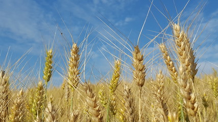 Grain cereal with the sky in the background