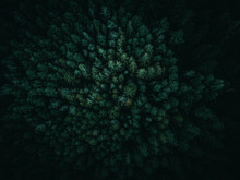 Dark Green And Moody Forest From Above