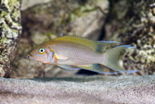 Neolaprologus Pulcher