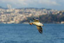 Close View Of A Flying Seagull From Eye Level Over Sea. Blurry City View In The Background.