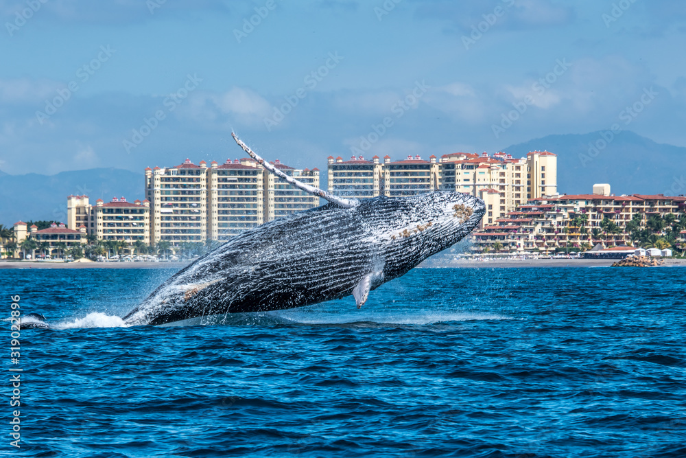 Humpback Whale Breaching along the coast Stock Photo | Adobe Stock