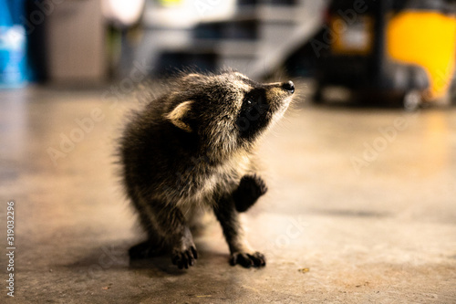 Fotomural rocket raccoon Prince Edward Island Canada