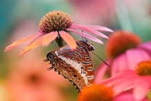 Orange Butterfly On Pink Coneflower